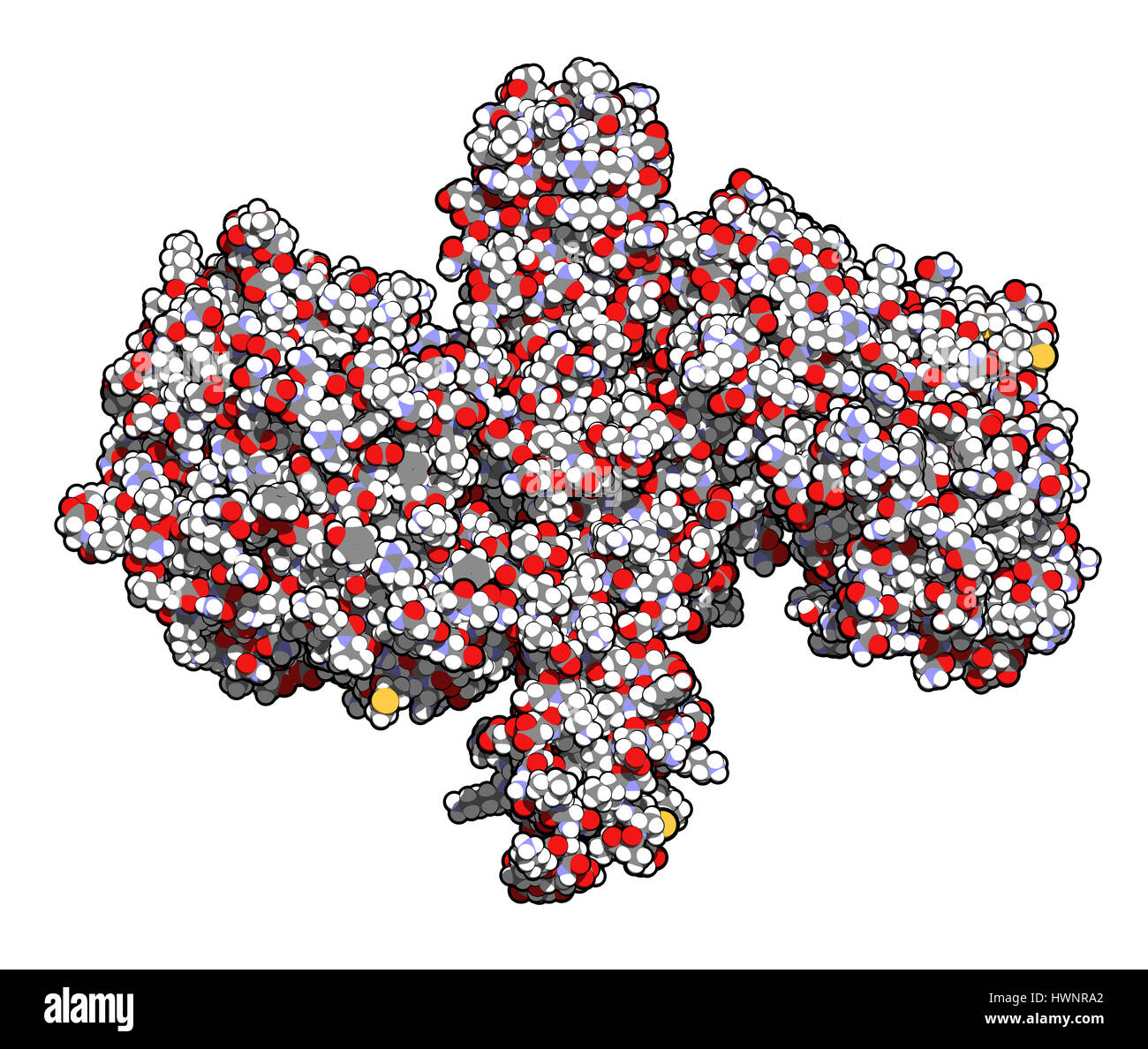 Botulinum toxin neurotoxic protein, 3D rendering. Produced by Clostridium botulinum. Cosmetically used to treat wrinkles. Atoms are represented as sph Stock Photo