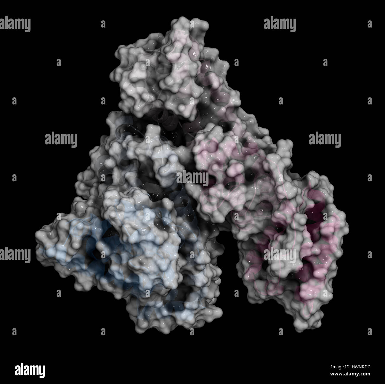 Human serum albumin protein, 3D rendering. Cartoon representation combined with semi-transparent surfaces. Stock Photo