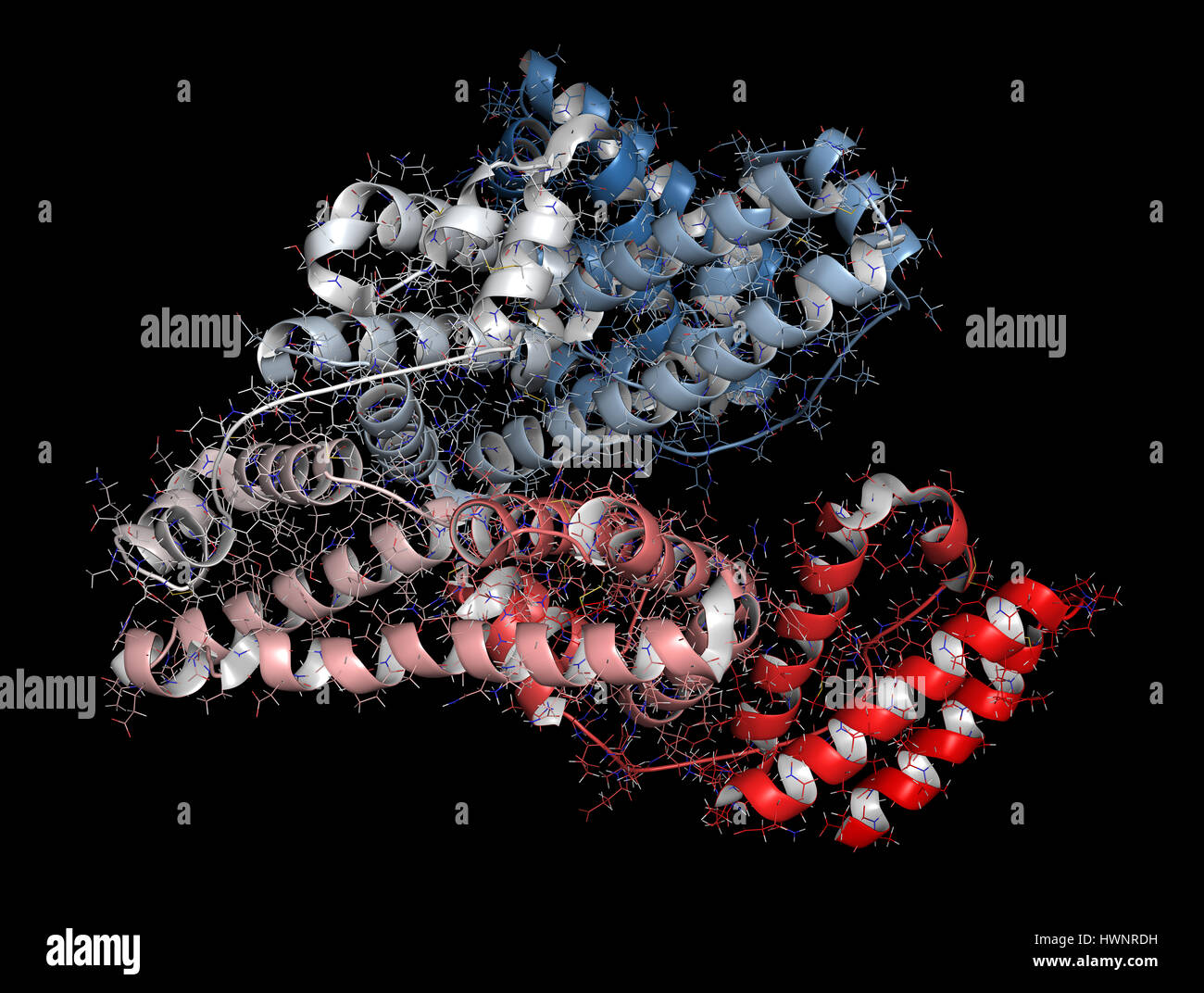 Human serum albumin protein, 3D rendering. Cartoon & wireframe representation, backbone gradient coloring. Stock Photo