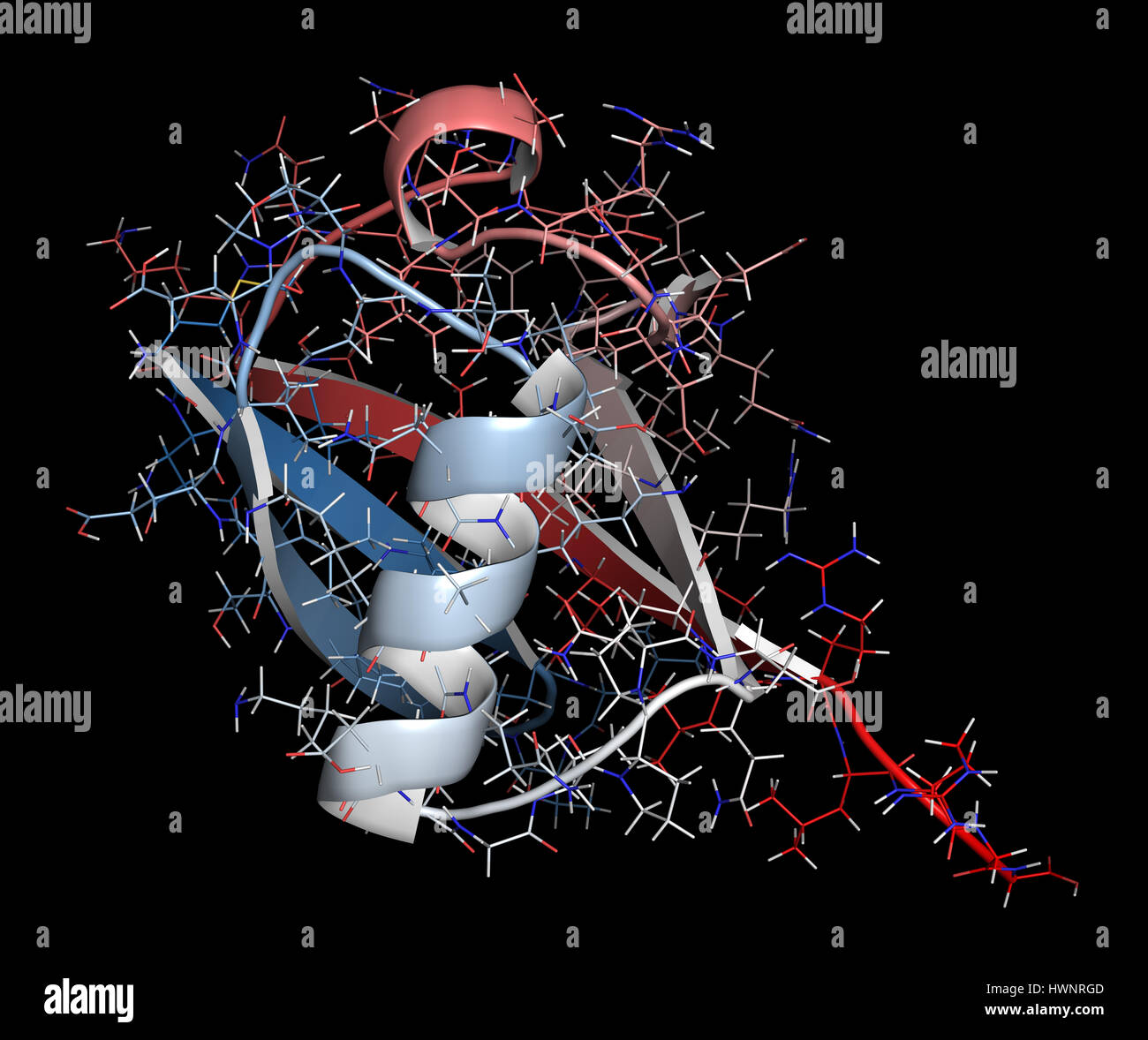 Ubiquitine La clé pour comprendre la régulation cellulaire