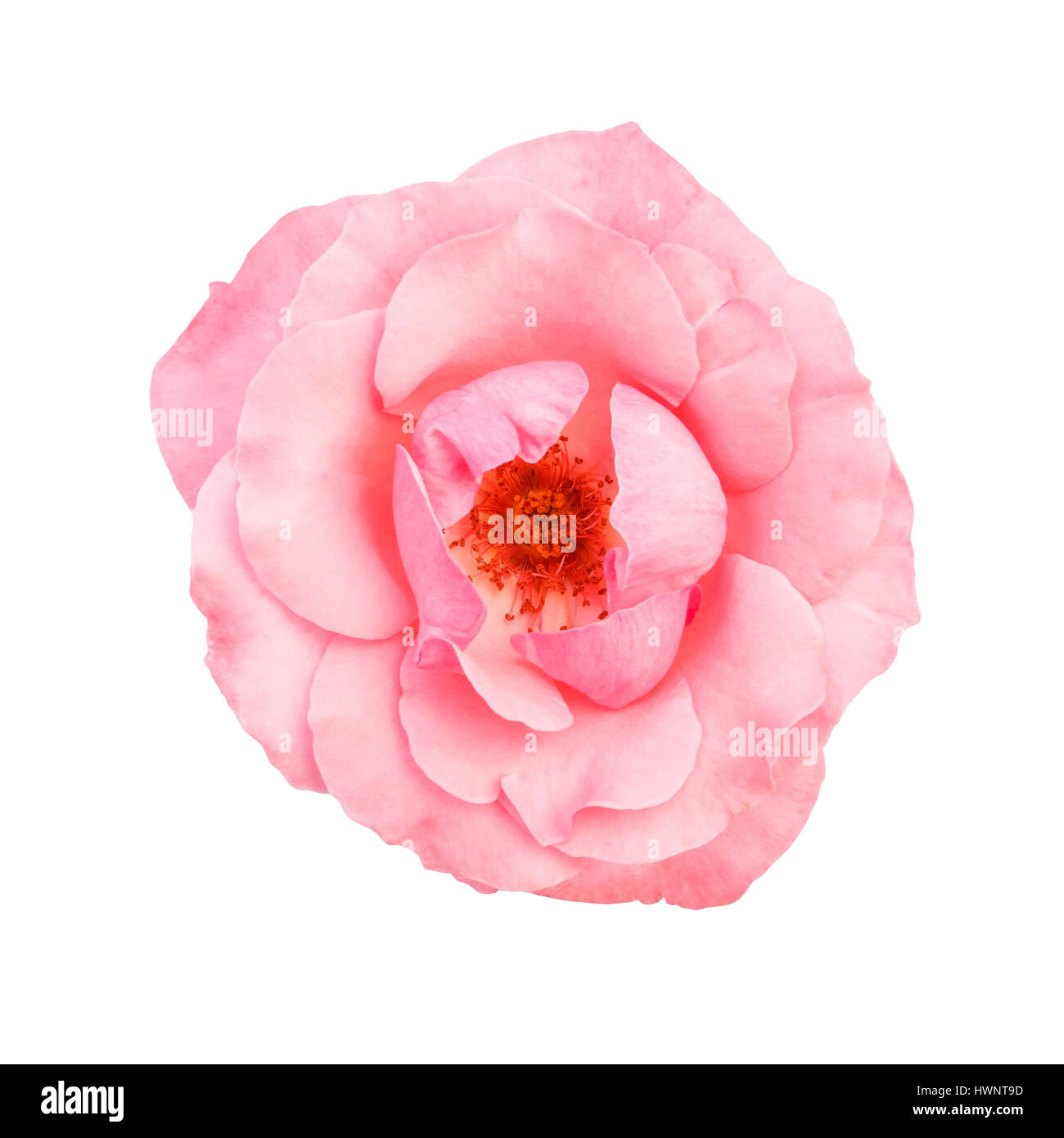 beautiful pink flower isolated on white background Stock Photo - Alamy