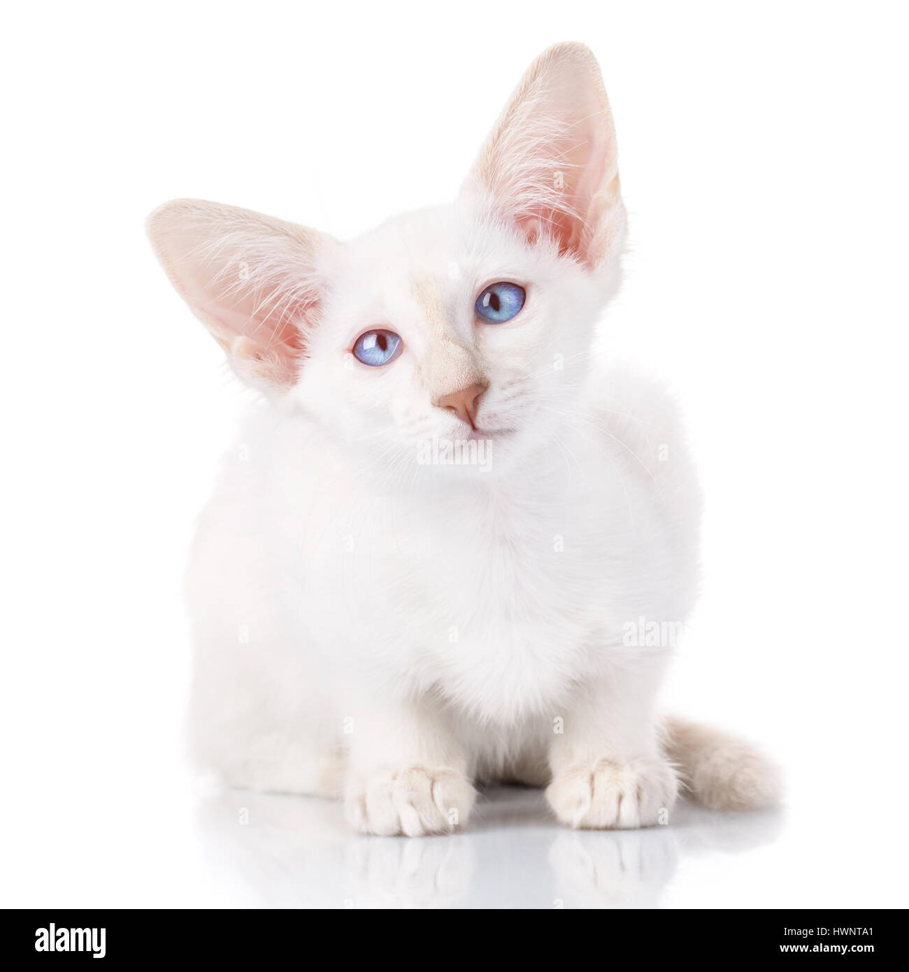 Blue-point siamese cat portrait Stock Photo