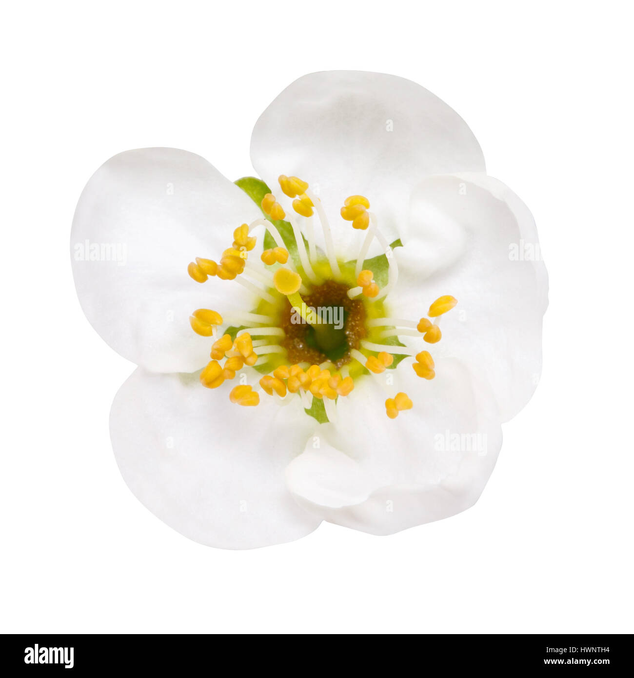 white flowers of cherry blossom isolated on white Stock Photo - Alamy