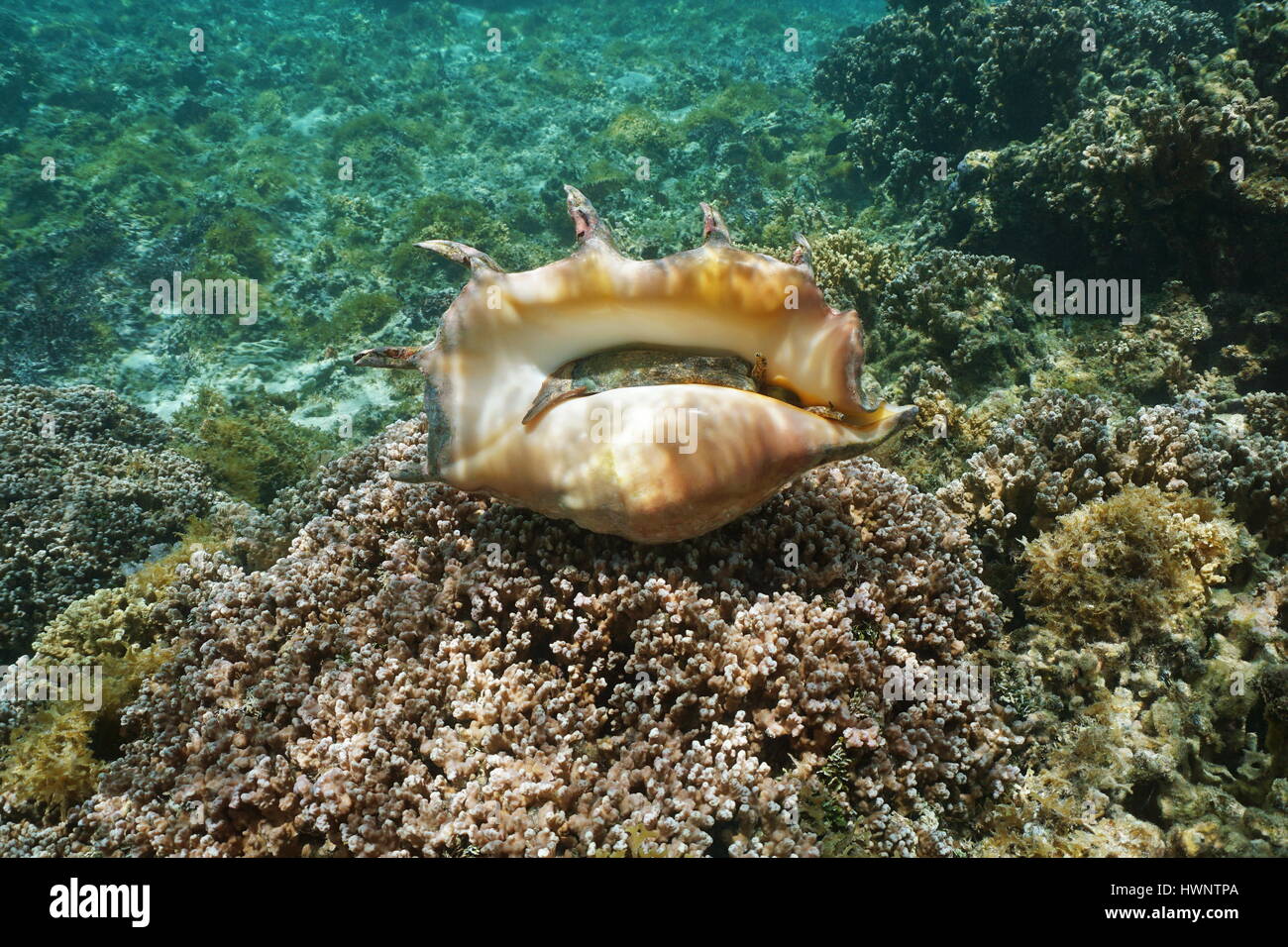 Bottom part of a giant spider conch shell, Lambis truncata, marine gastropod mollusk underwater, alive specimen, Pacific ocean, Huahine lagoon, French Stock Photo