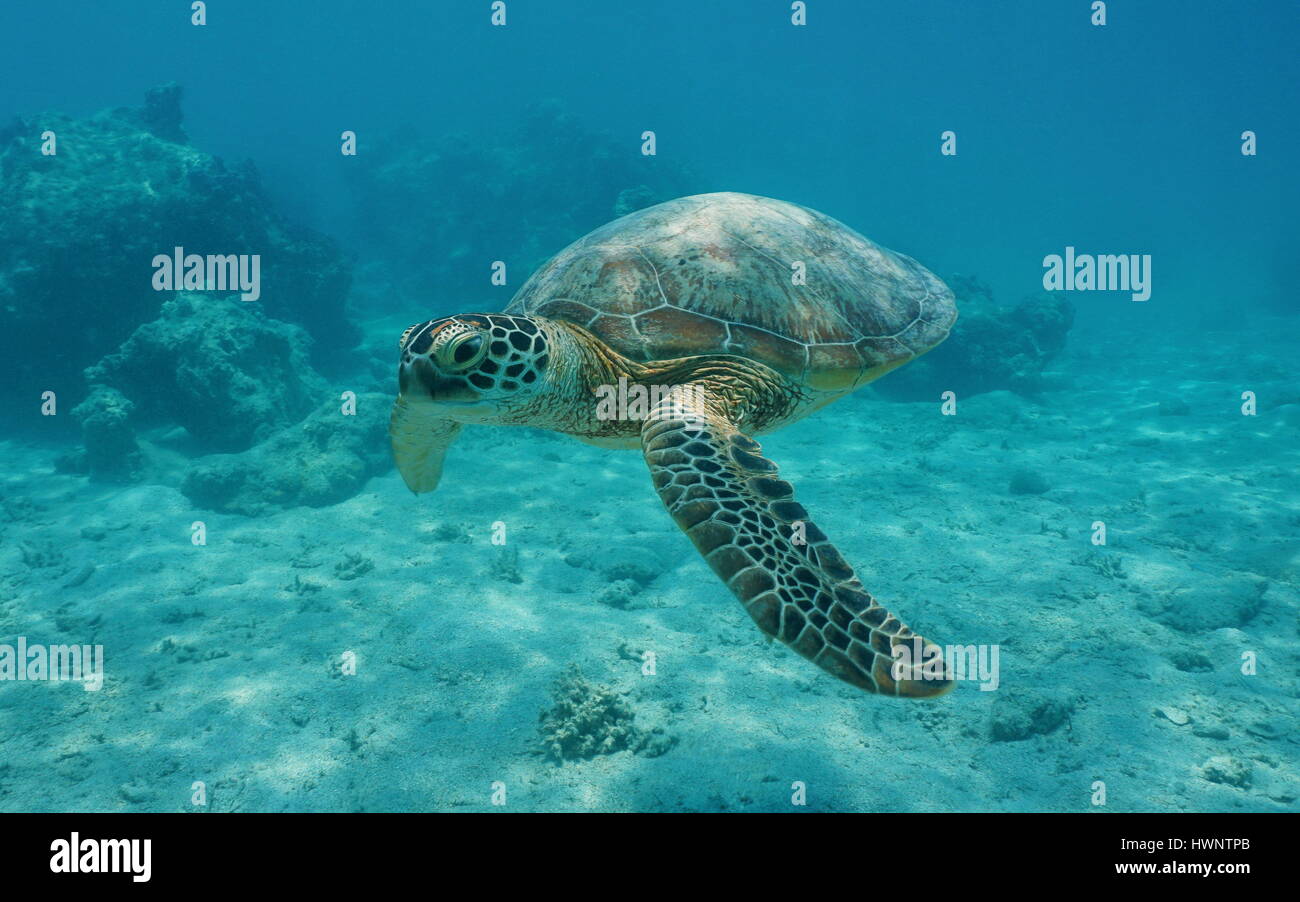 A green sea turtle underwater, Chelonia mydas, lagoon of Bora Bora, Pacific ocean, French Polynesia Stock Photo