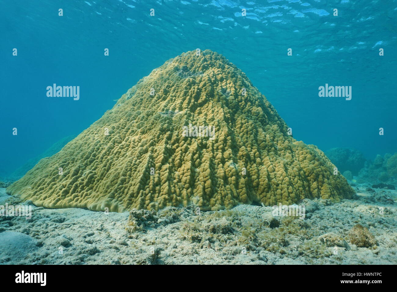 Lobe coral Porites lobata on the ocean floor, lagoon of Tahiti, Pacific ocean, French Polynesia Stock Photo