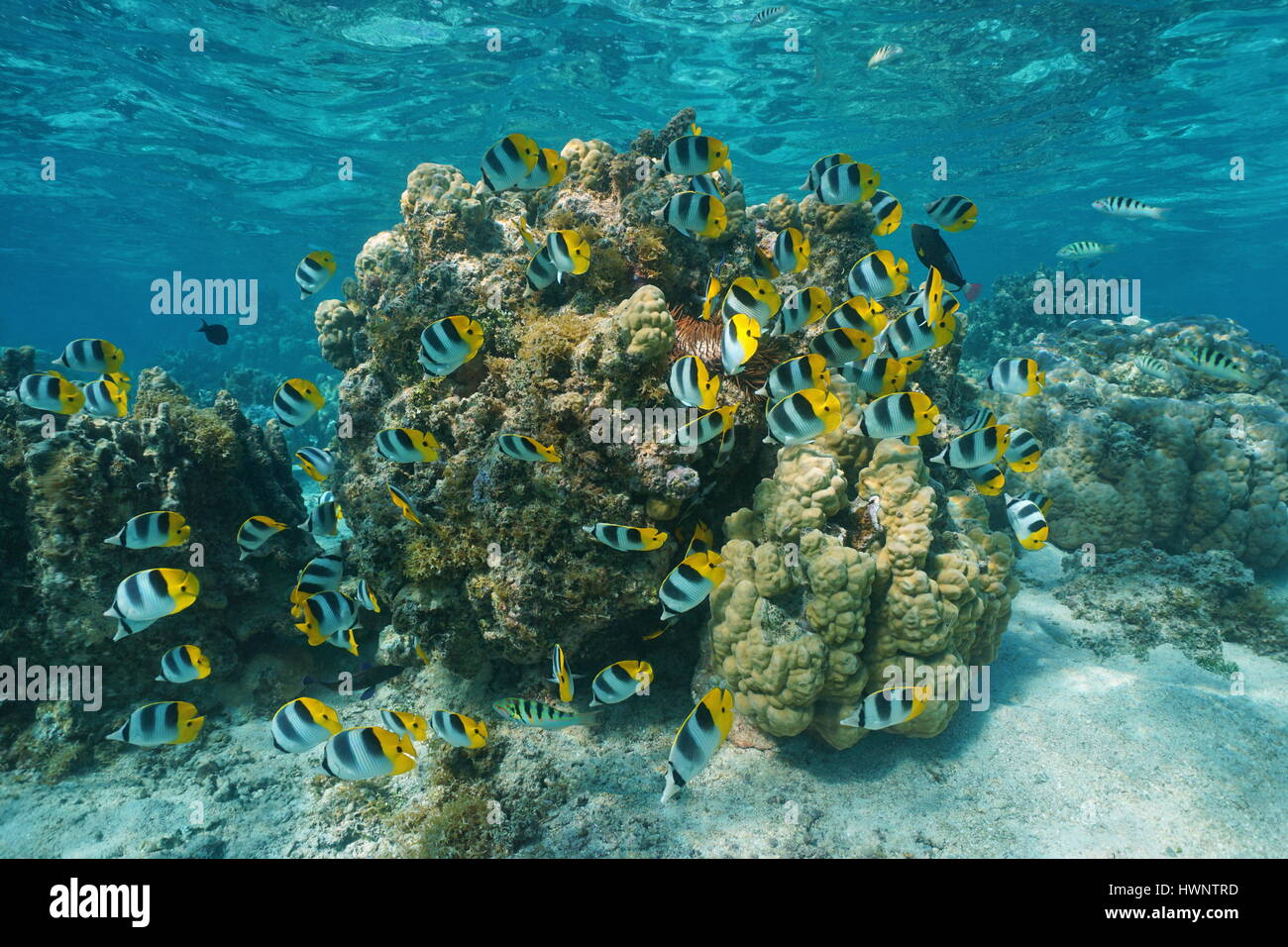 School of colorful tropical fish Pacific double-saddle butterflyfish on a shallow coral reef in the lagoon of Bora Bora, Pacific ocean, French Polynes Stock Photo
