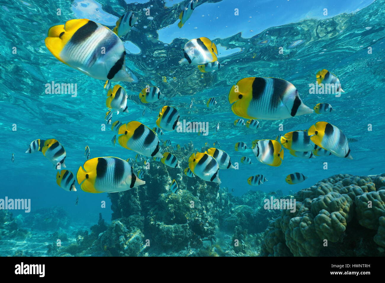 Shoal of tropical fish underwater, Pacific double-saddle butterflyfish, Chaetodon ulietensis, Pacific ocean, French Polynesia Stock Photo