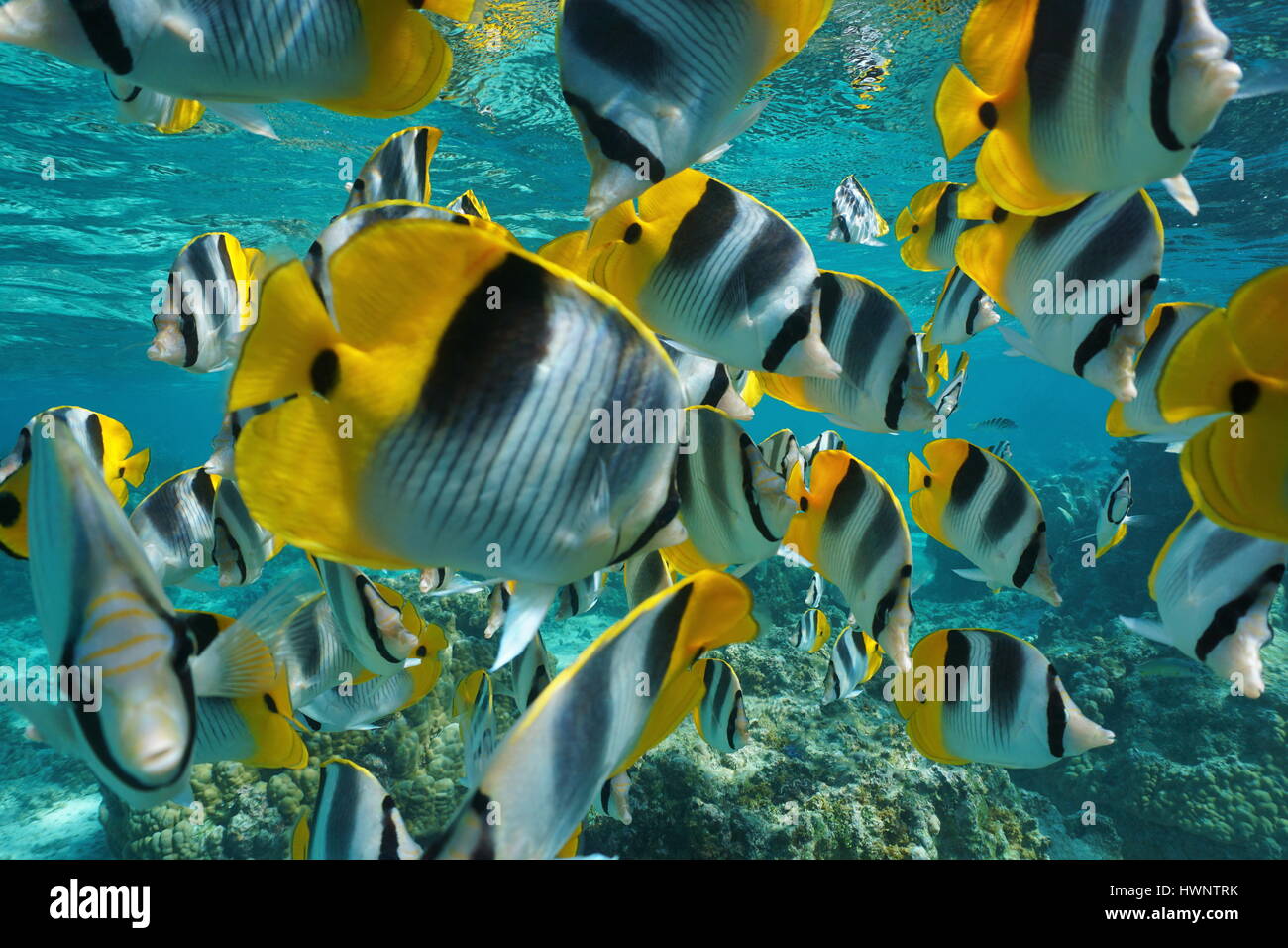 Tropical fish shoal of colorful Pacific double-saddle butterflyfish, Chaetodon ulietensis, underwater close to the camera, Pacific ocean, French Polyn Stock Photo