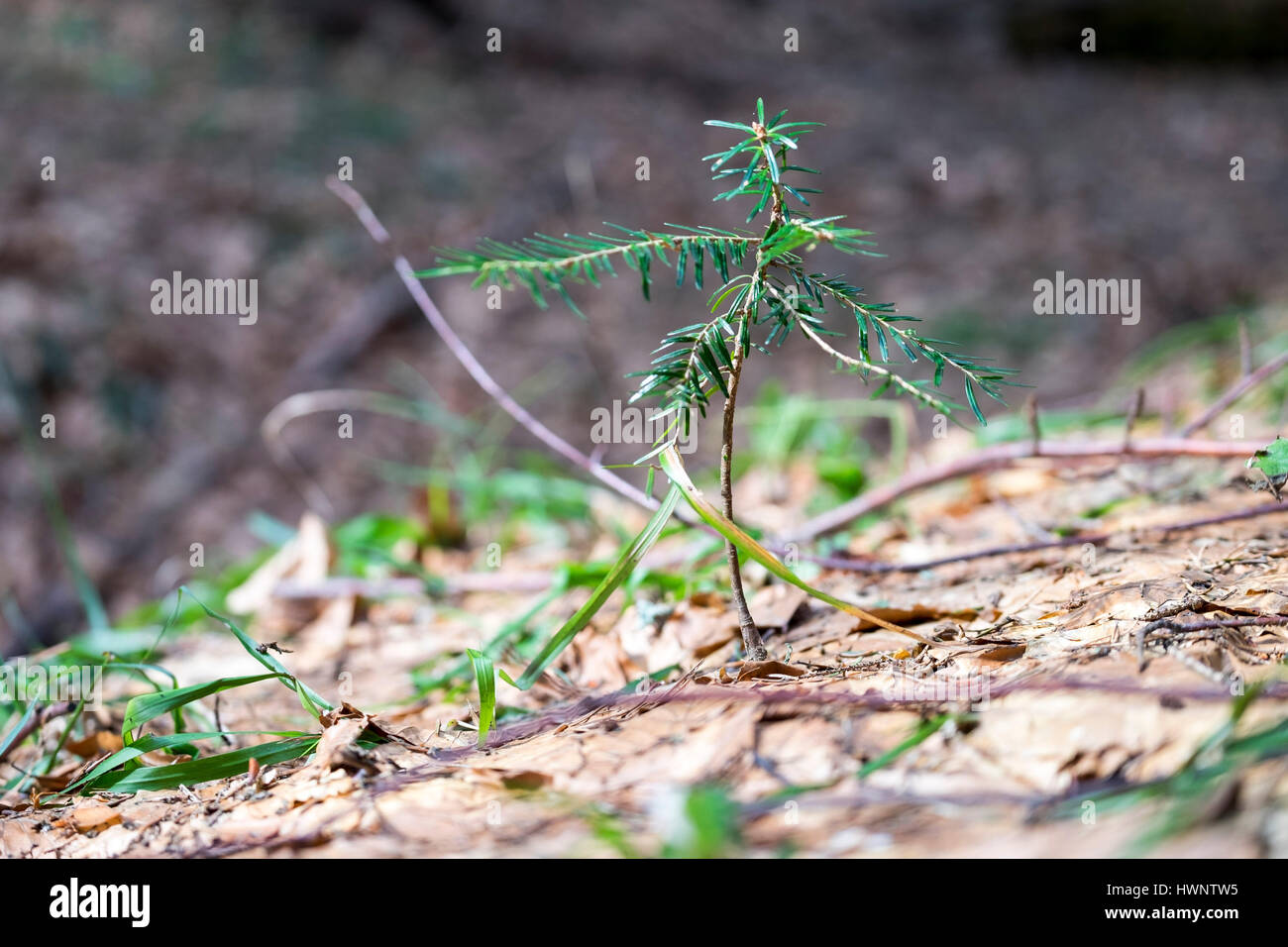 One year fir trees growing on deadfall rotten trees in Strambu Baiut ...