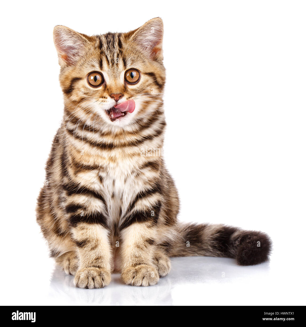 Scottish kitten sitting with open mouth Stock Photo