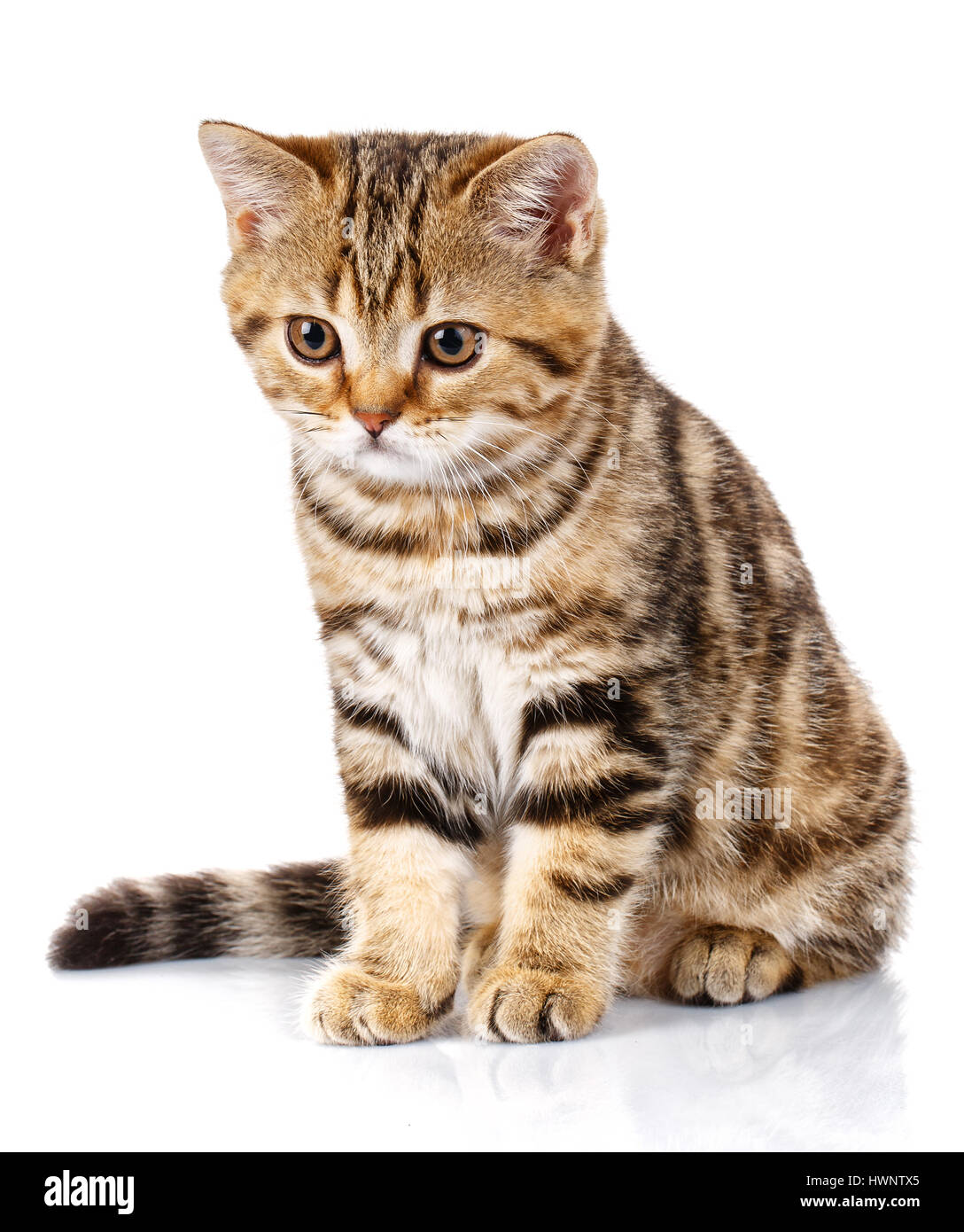 Happy cute cat sitting Cut Out Stock Images & Pictures - Alamy