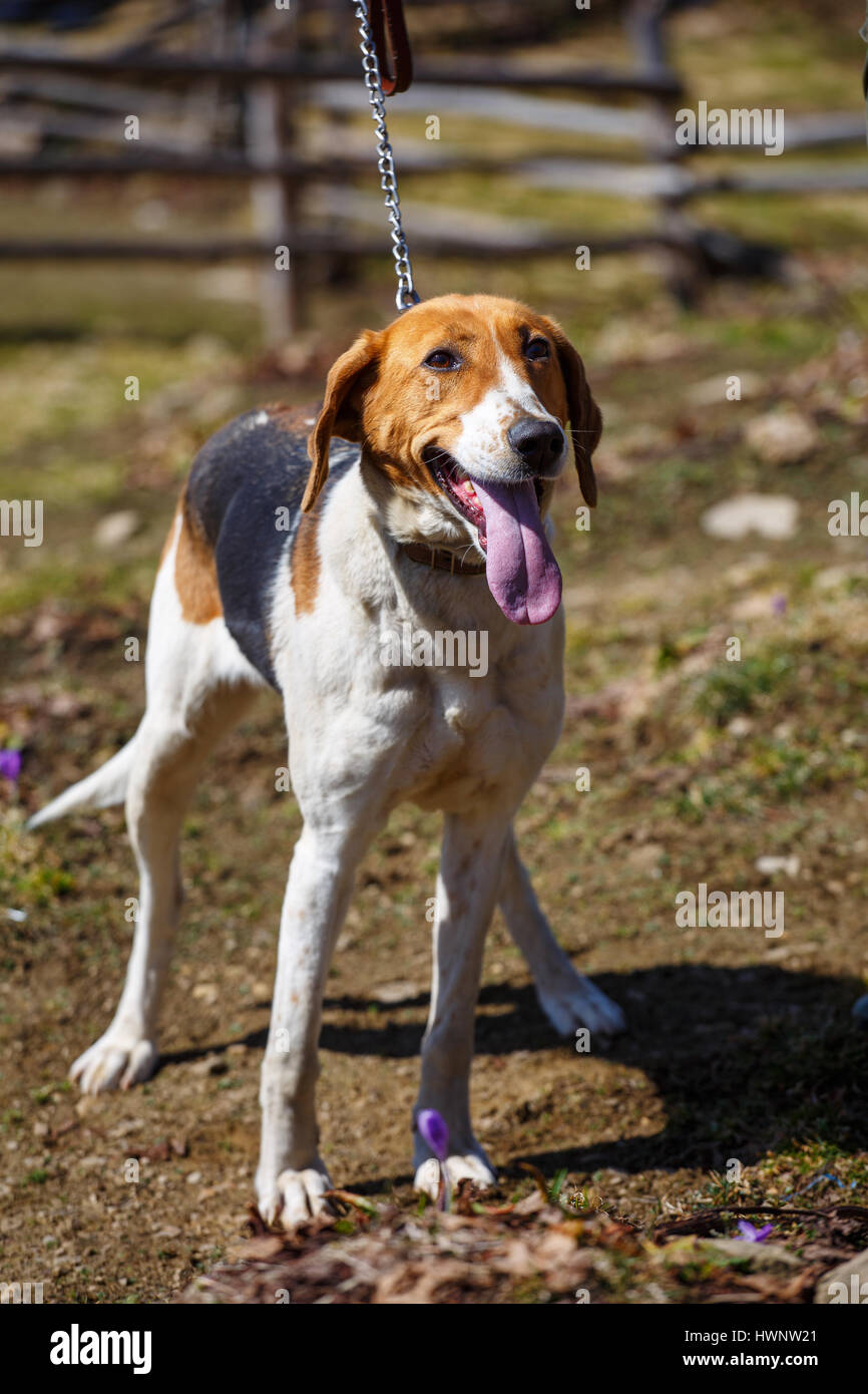 Hunting dog in the field Stock Photo Alamy