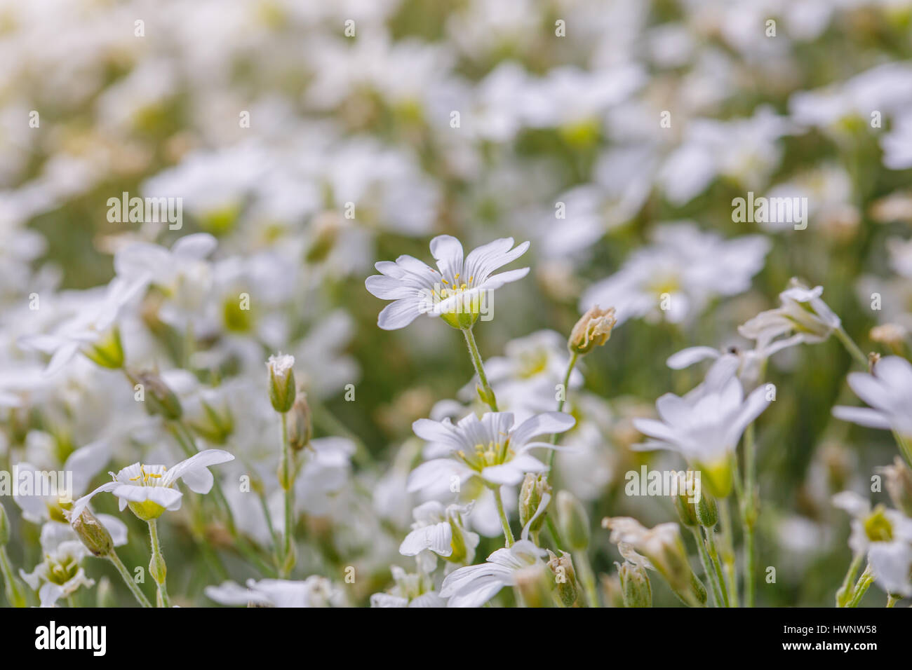 white flowers daisies Stock Photo - Alamy