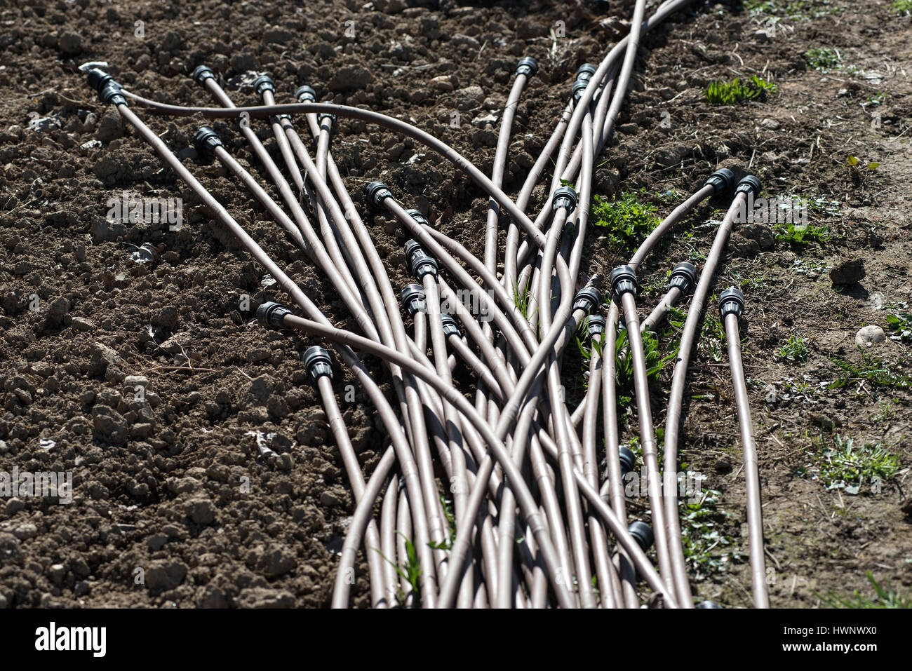 Bundle of plastic irrigation pipes for watering plants and seedlings on