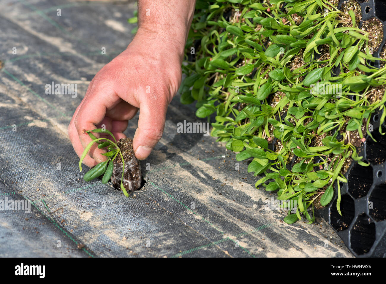 Farmer transplanting young seedlings of corn salad, or Valerianella locusta, in spring from a nursery tray into an open bed with mulching cloth, close Stock Photo