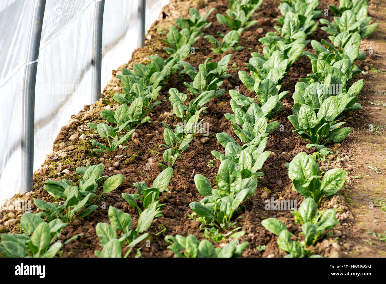 Spring crop of spinach growing in a greenhouse with a close up view of