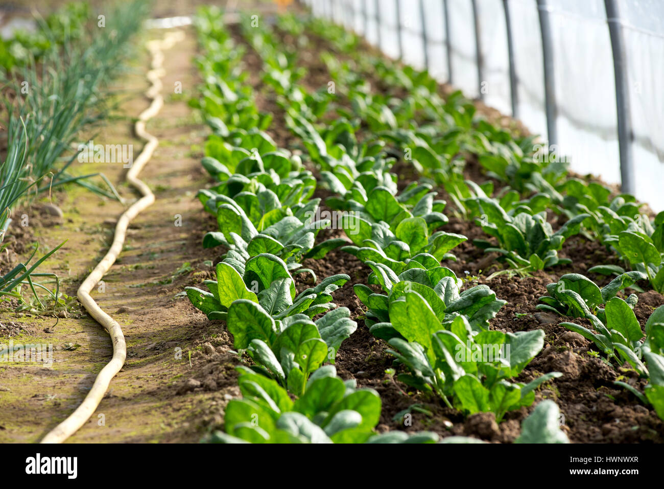 Rows of little spinach growing in greenhouse. Single irrigation hose
