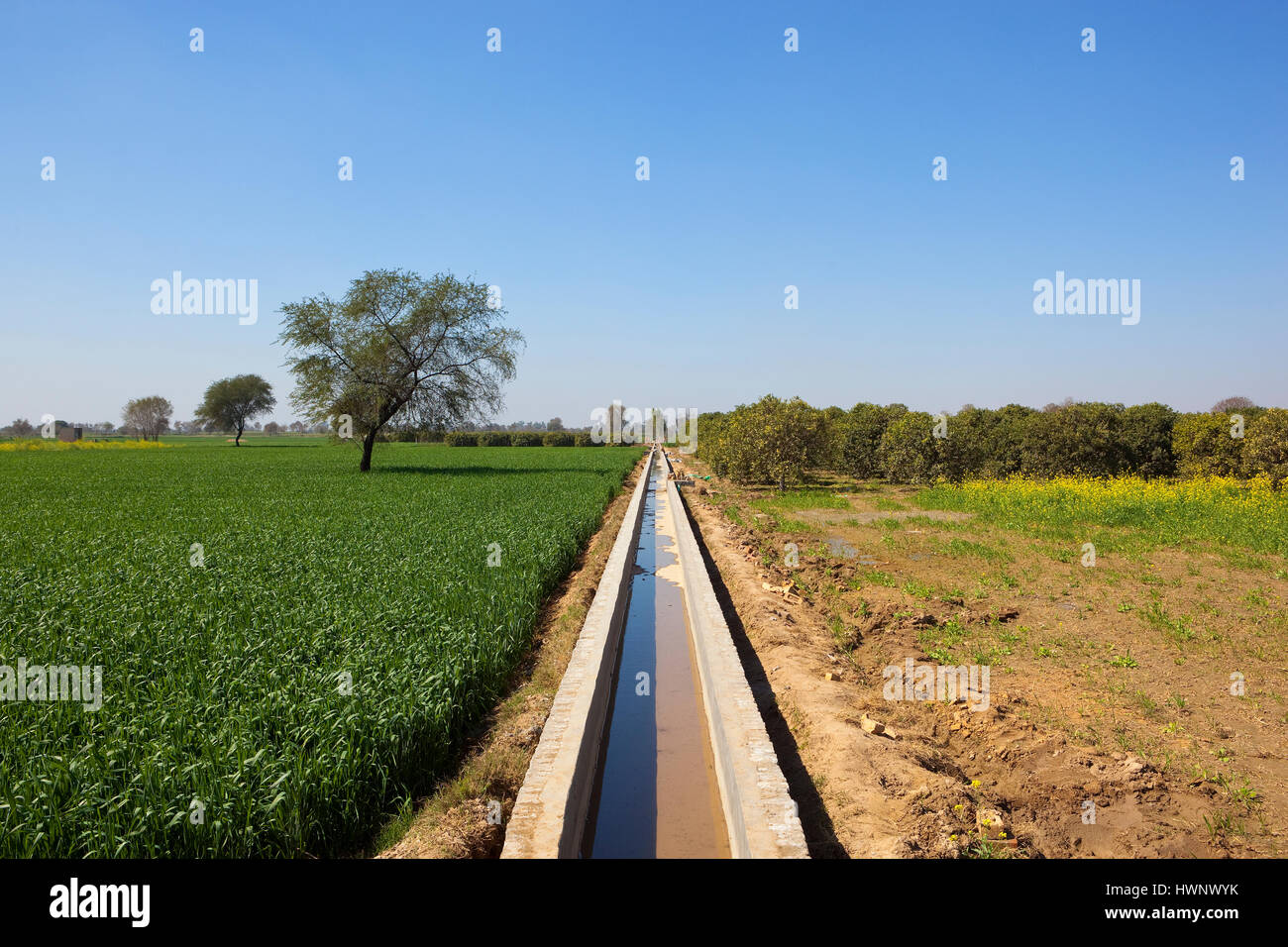 rajasthan farmland with irrigation channel going through wheat fields and orange groves under a blue sky Stock Photo