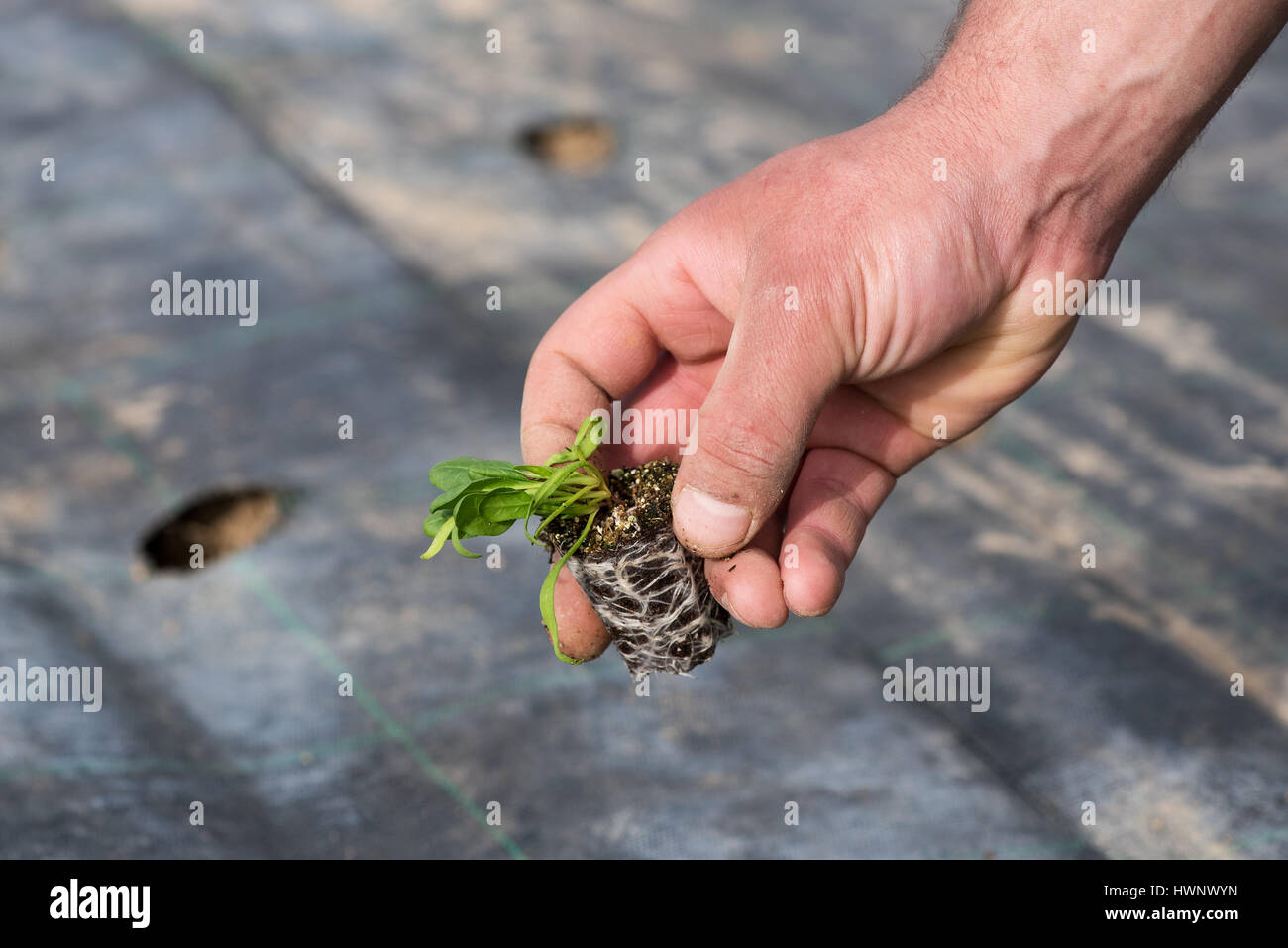 Farmer holding a small seedling of corn salad or Valerianella locusta, ready for transplanting in his hand showing the compacted roots and green shoot Stock Photo