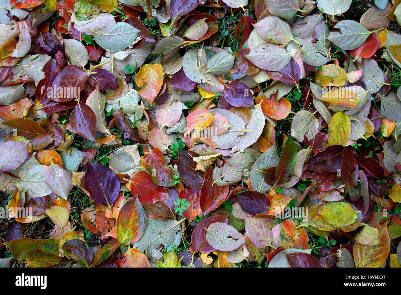 Gold coloured leaves hi-res stock photography and images - Alamy