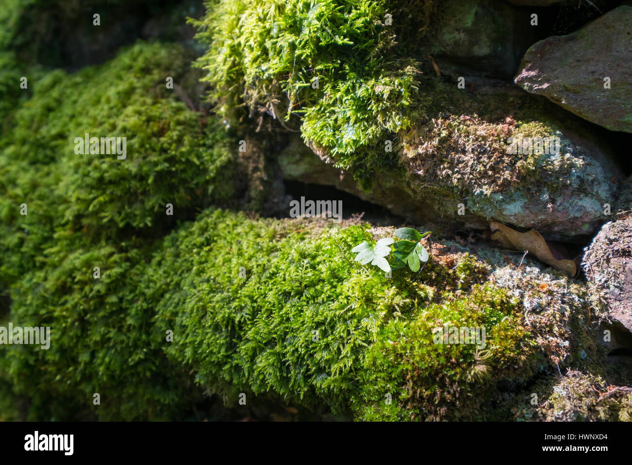 Moss and leaves lit by sunlight on a dry stone wall. Stock Photo