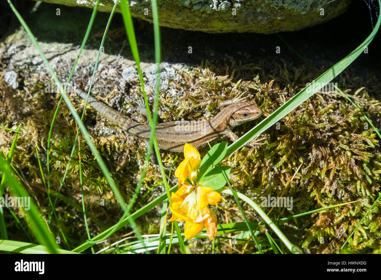 Common lizard basking on a wall. Stock Photo