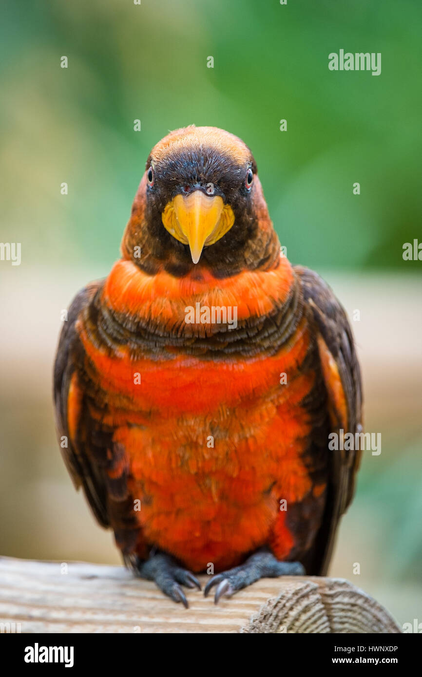 Close up of a Dusky Lory Parrot sitting on a branch. Stock Photo