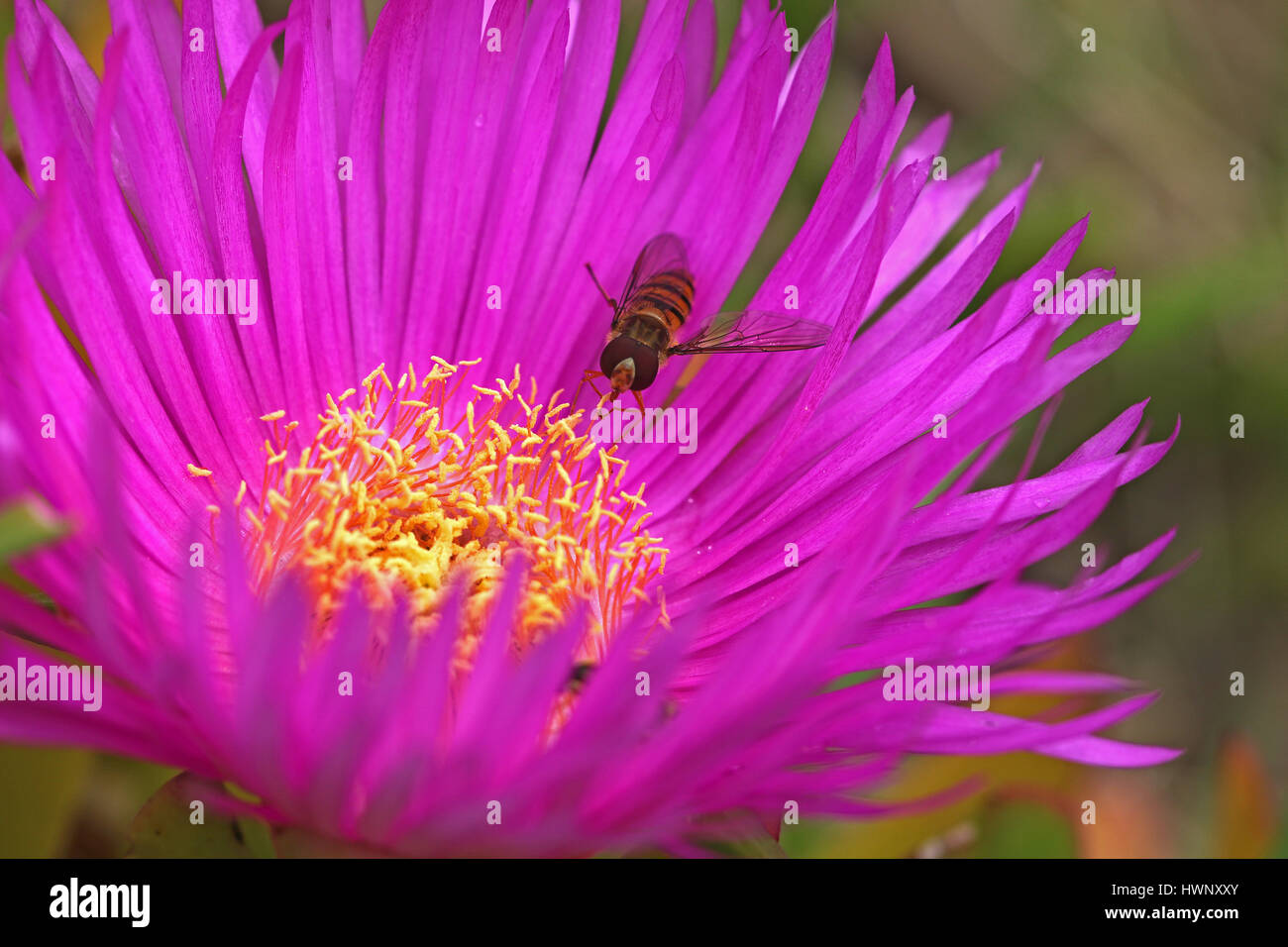 hover wasp or hover fly episyrphus balteatus on a hottentot fig carpobrotus edulis in Italy in spring Stock Photo