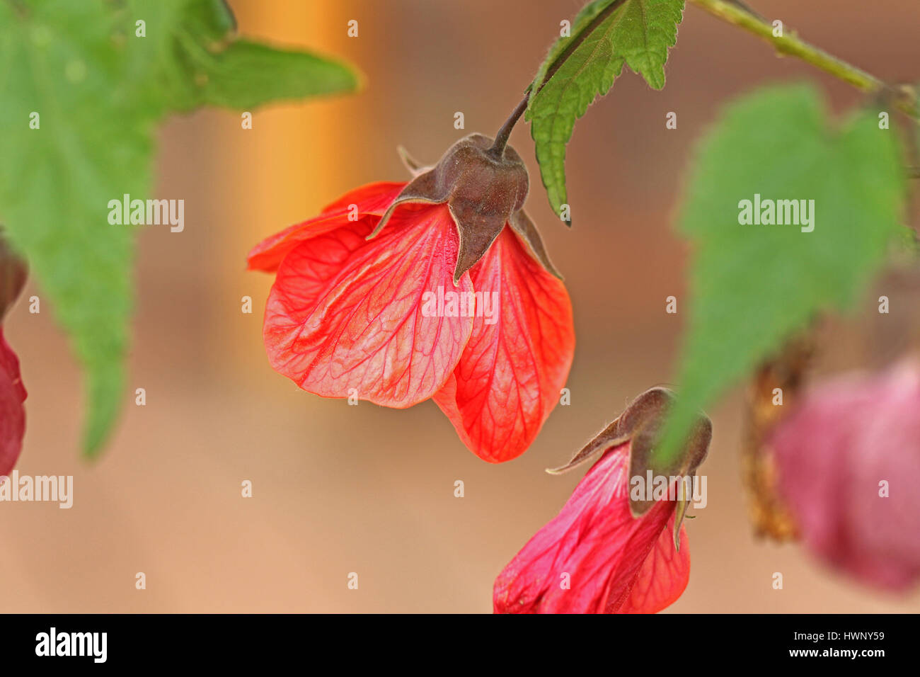 abutilon Ashford red or mallow flower tree or Indian mallow, Chinese bell flower, Chinese lantern sometimes wrongly named sleeping hibiscus in Italy Stock Photo