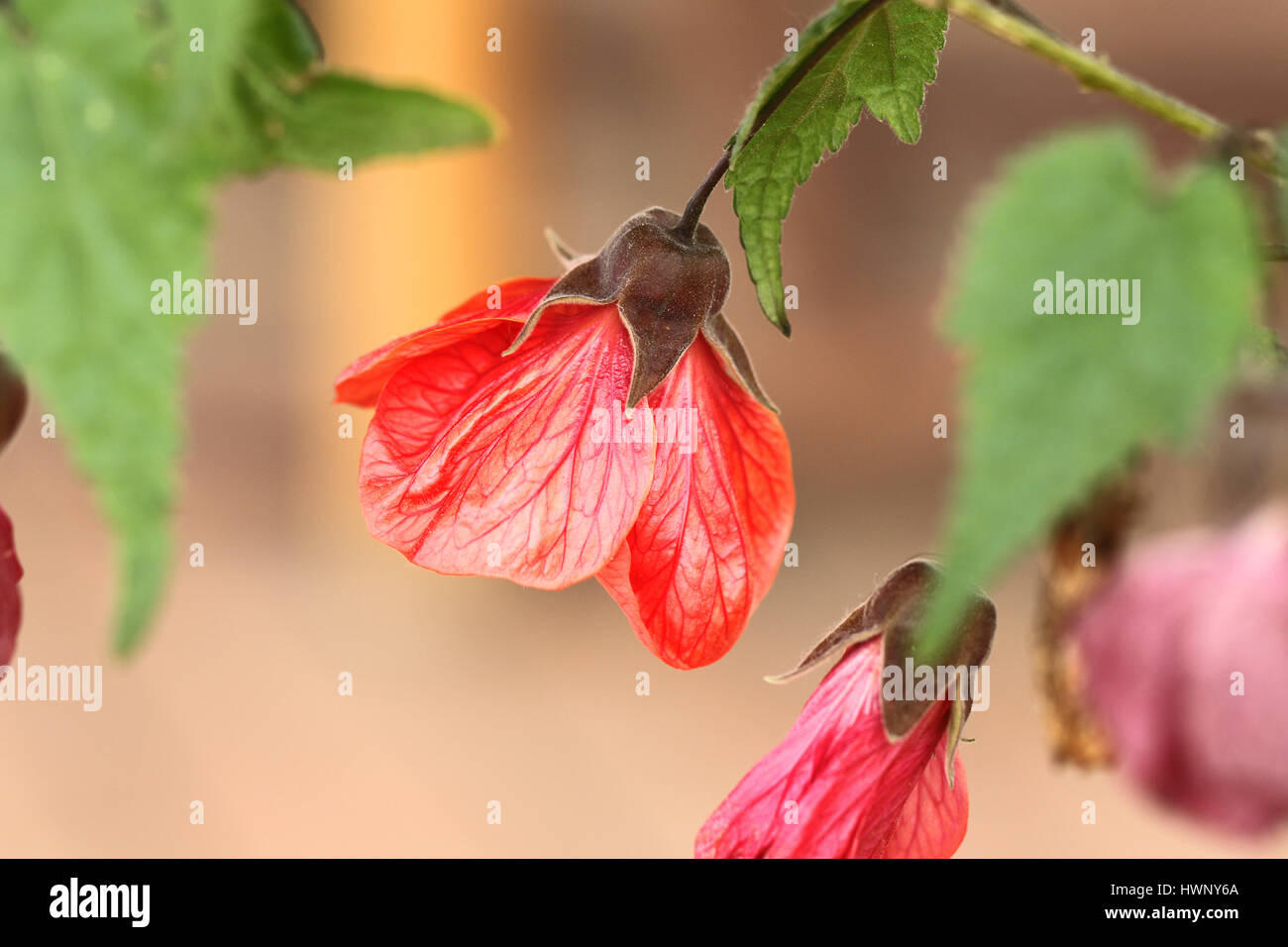 abutilon Ashford red or mallow flower tree or Indian mallow, Chinese bell flower, Chinese lantern sometimes wrongly named sleeping hibiscus in Italy Stock Photo