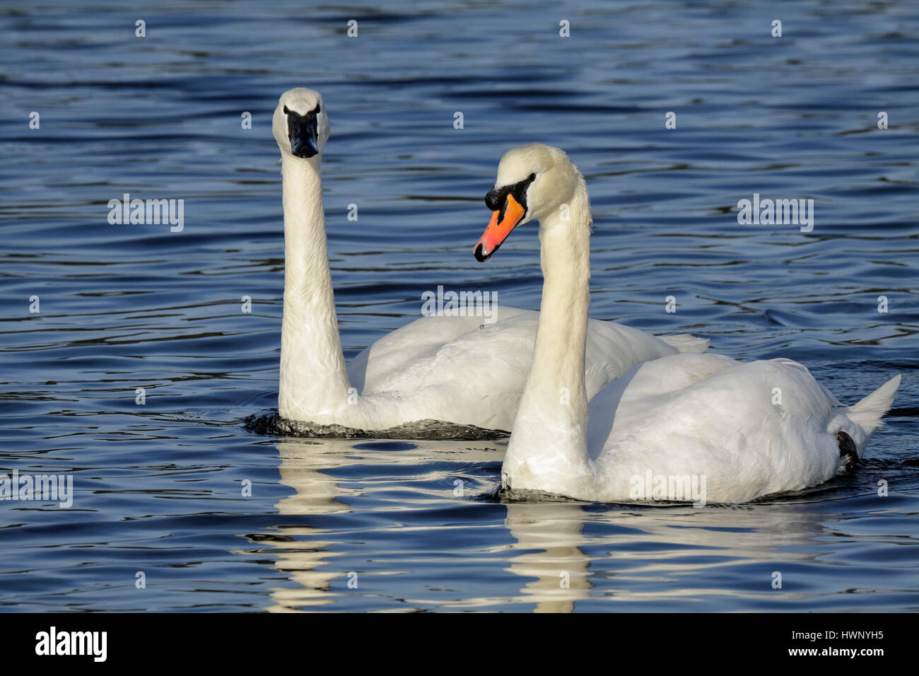 Mute swan and trumpeter swan side by side on lagoon-Victoria, British Columbia, Canada. Stock Photo