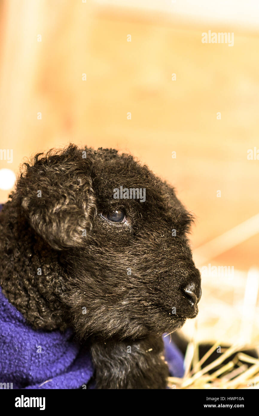 Baby black lamb in a blue blanket Stock Photo