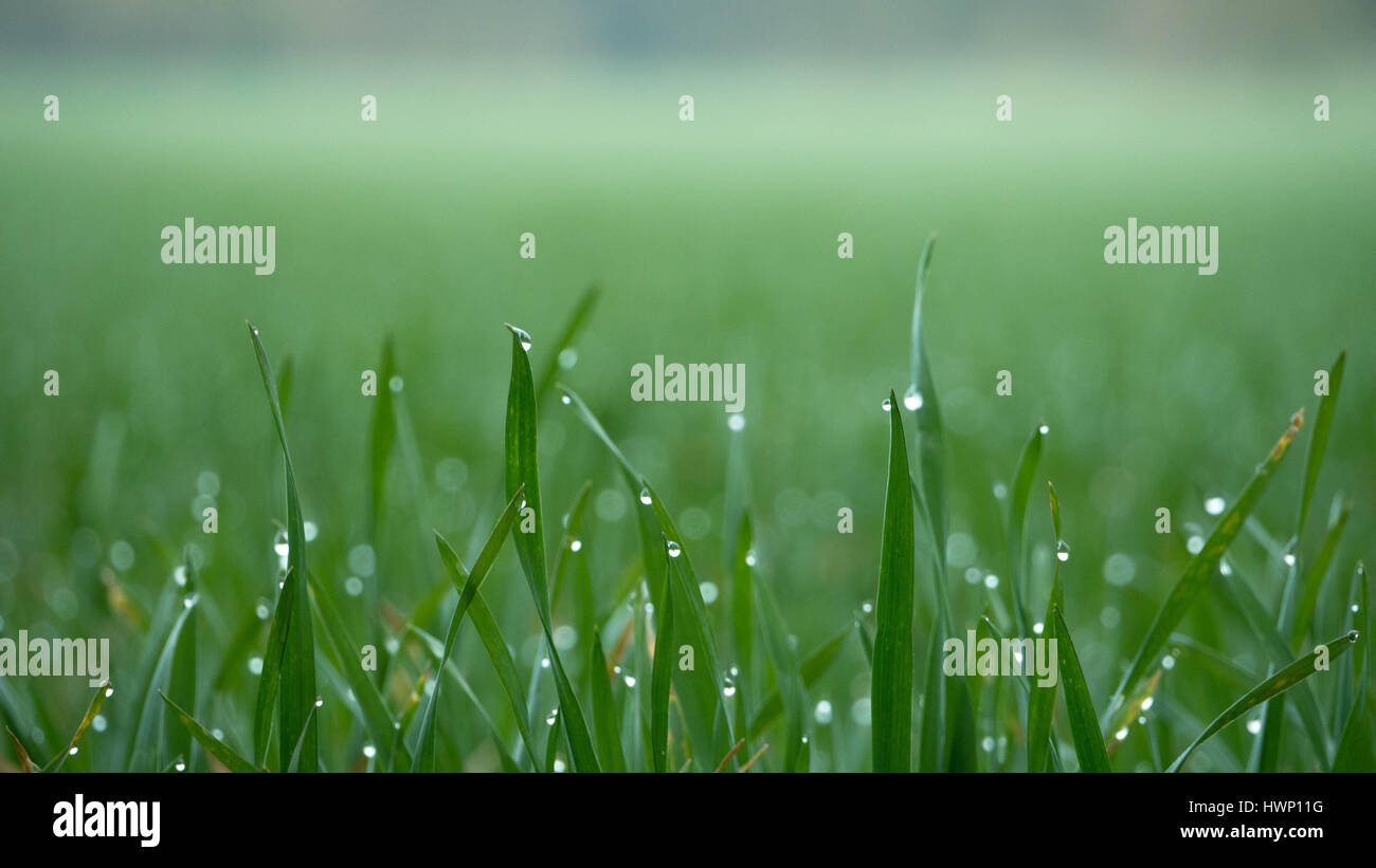 Views of green grass hi-res stock photography and images - Alamy