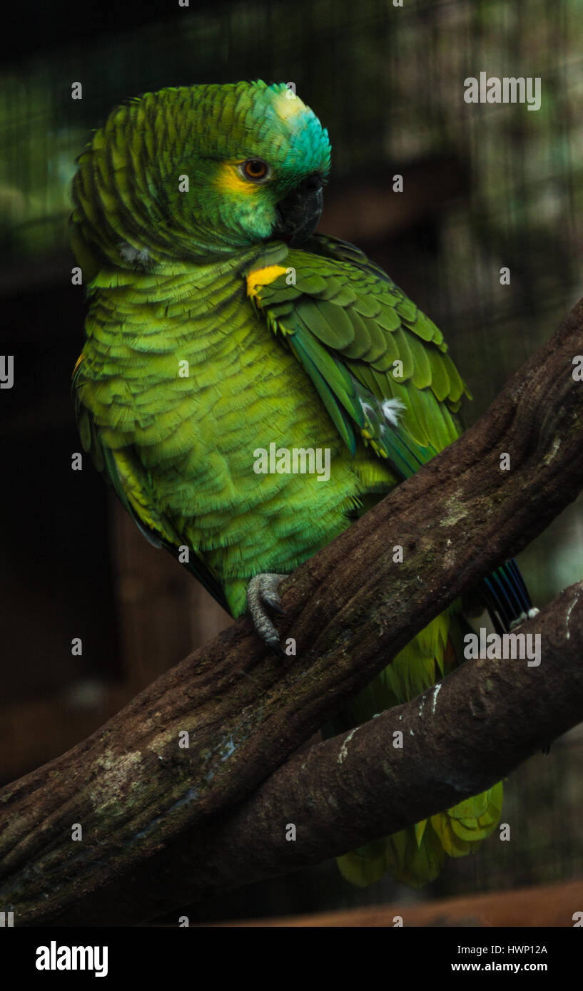 The latest thing -Turquoise-fronted amazon (Amazona aestiva) clean its feathers. Birdwatching travel: Iguassu National Park, Paraná, Brazil Stock Photo