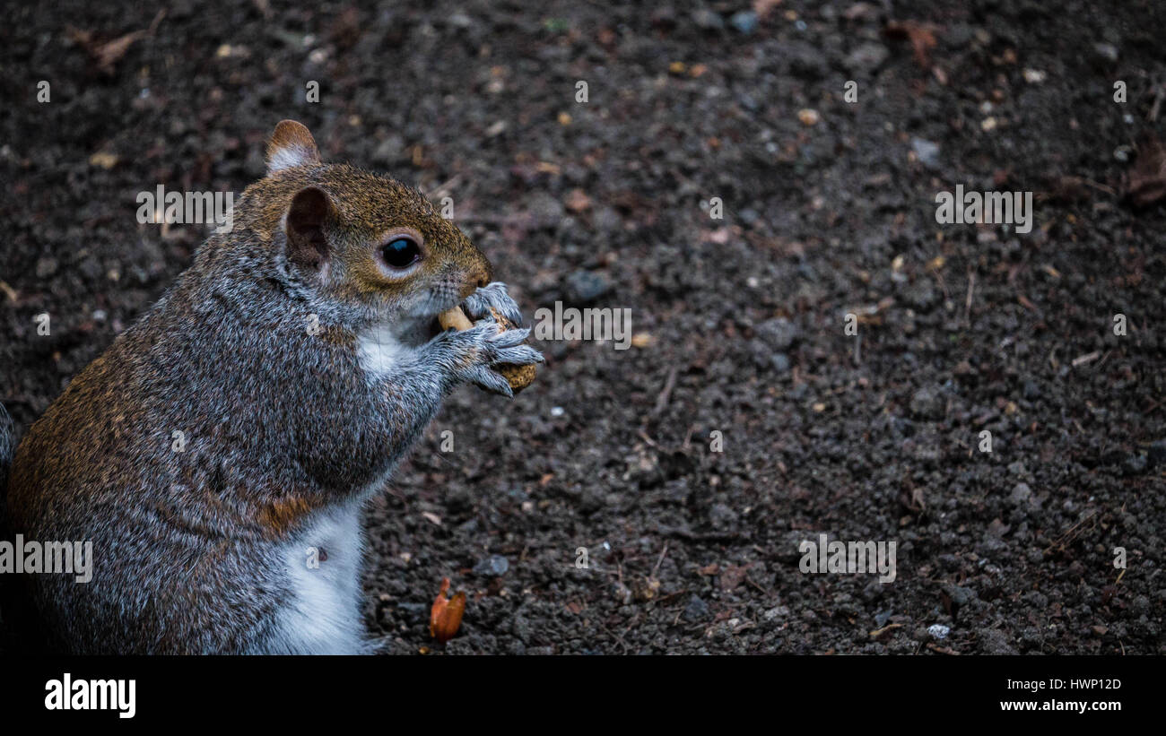 Squirrel eating nut Stock Photo Alamy
