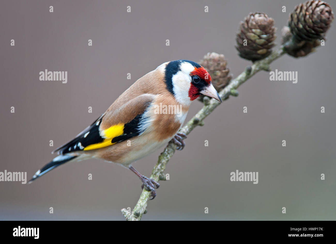 Photo of goldfinch, perching on a twig Stock Photo