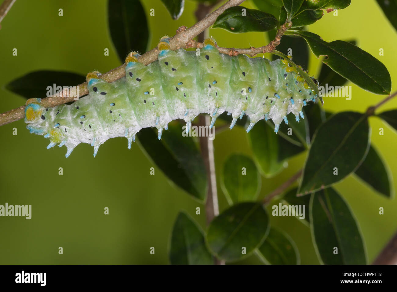 Götterbaum-Spinner, Götterbaumspinner, Ailanthus-Spinner, Ailanthusspinner, Raupe, Samia cynthia, Ailanthus silkmoth, caterpillar, Le Bombyx de l'aila Stock Photo