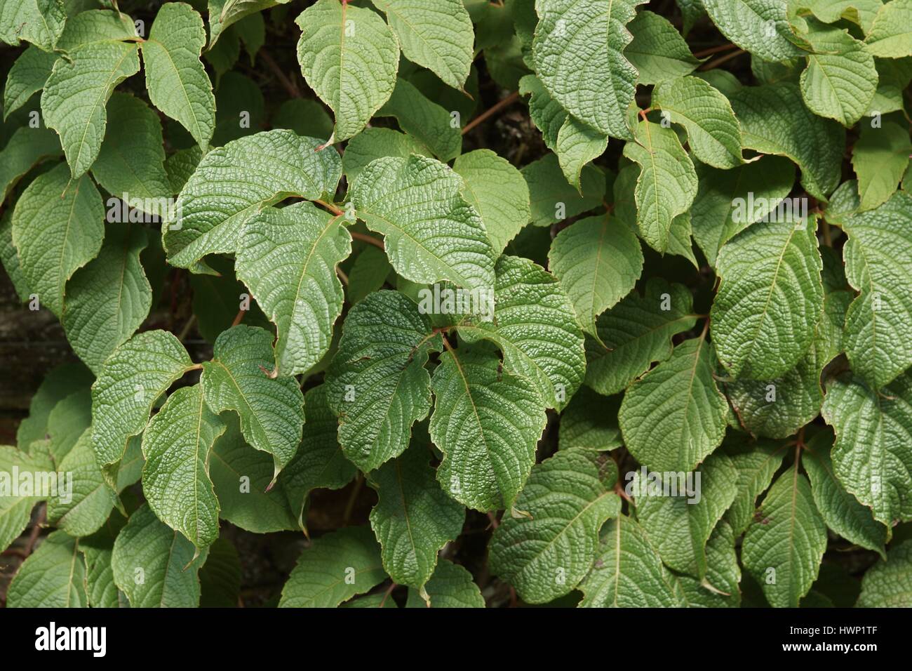 Parthenocissus himalayana var. rugosa Stock Photo