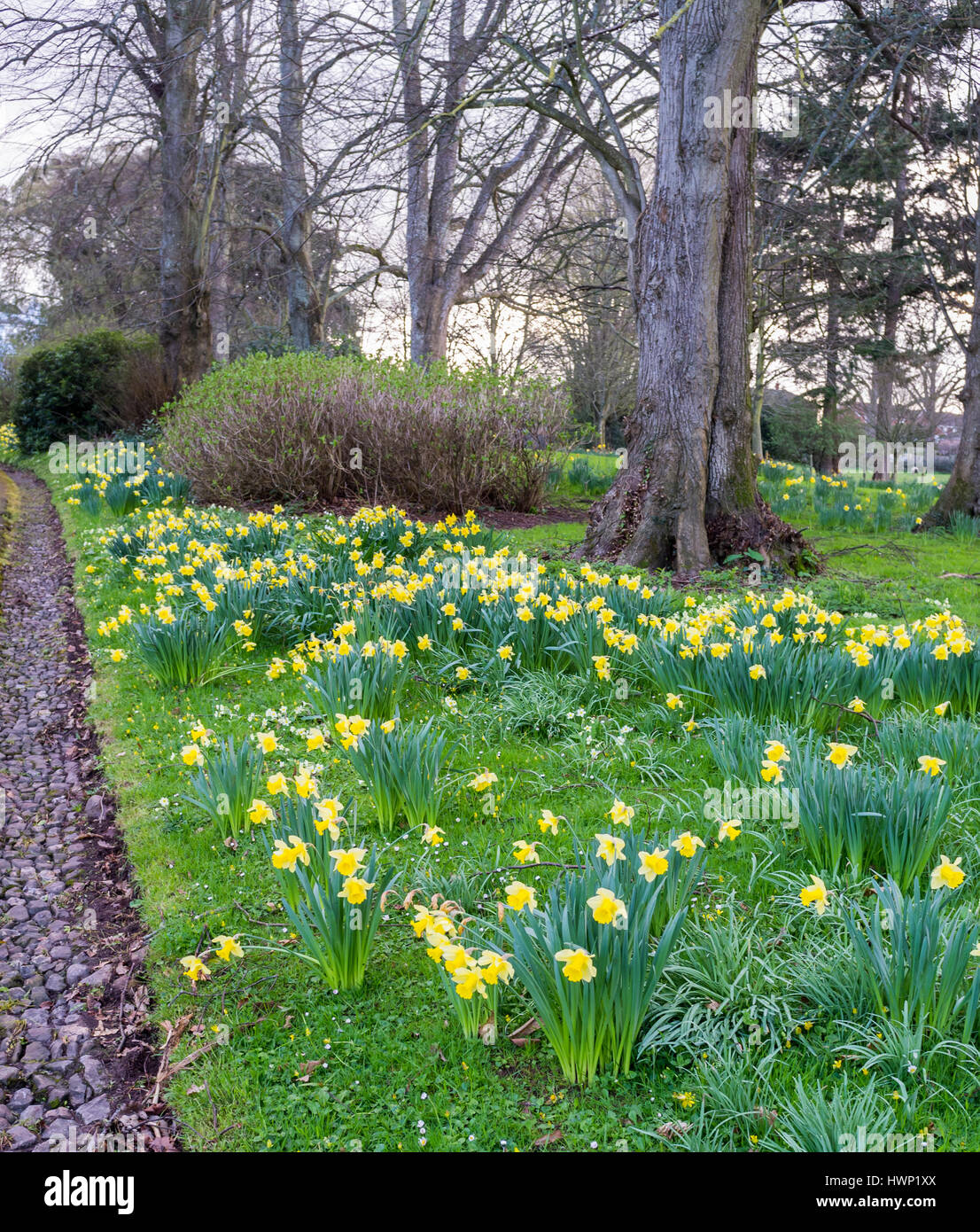 Spring daffodils growing in a parkland setting Stock Photo Alamy