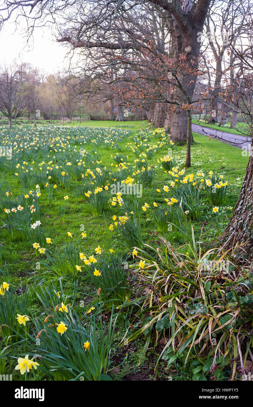 Spring daffodils growing in a parkland setting. Stock Photo