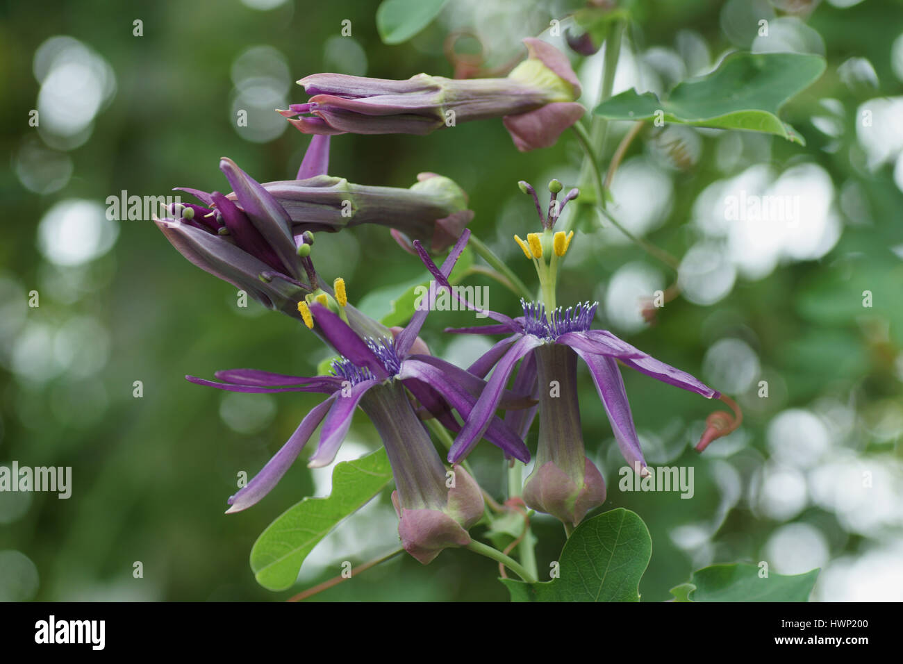 Passiflora umbilicata Stock Photo