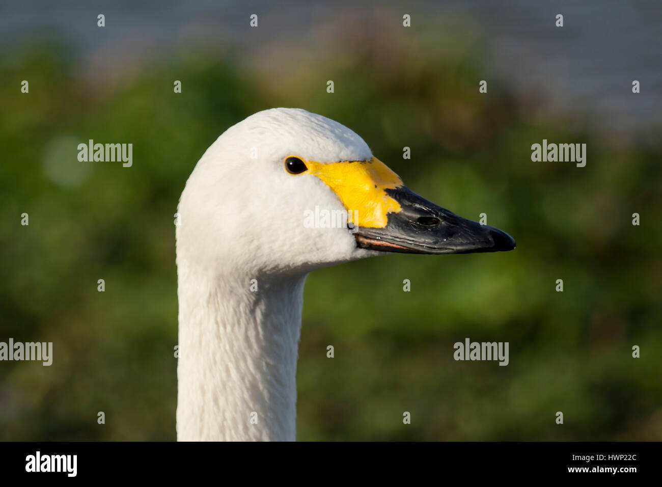 Bewick's Swan at the Wetlands & Wildlife Trust, Slimbridge, Gloucesershire, England, UK Stock Photo