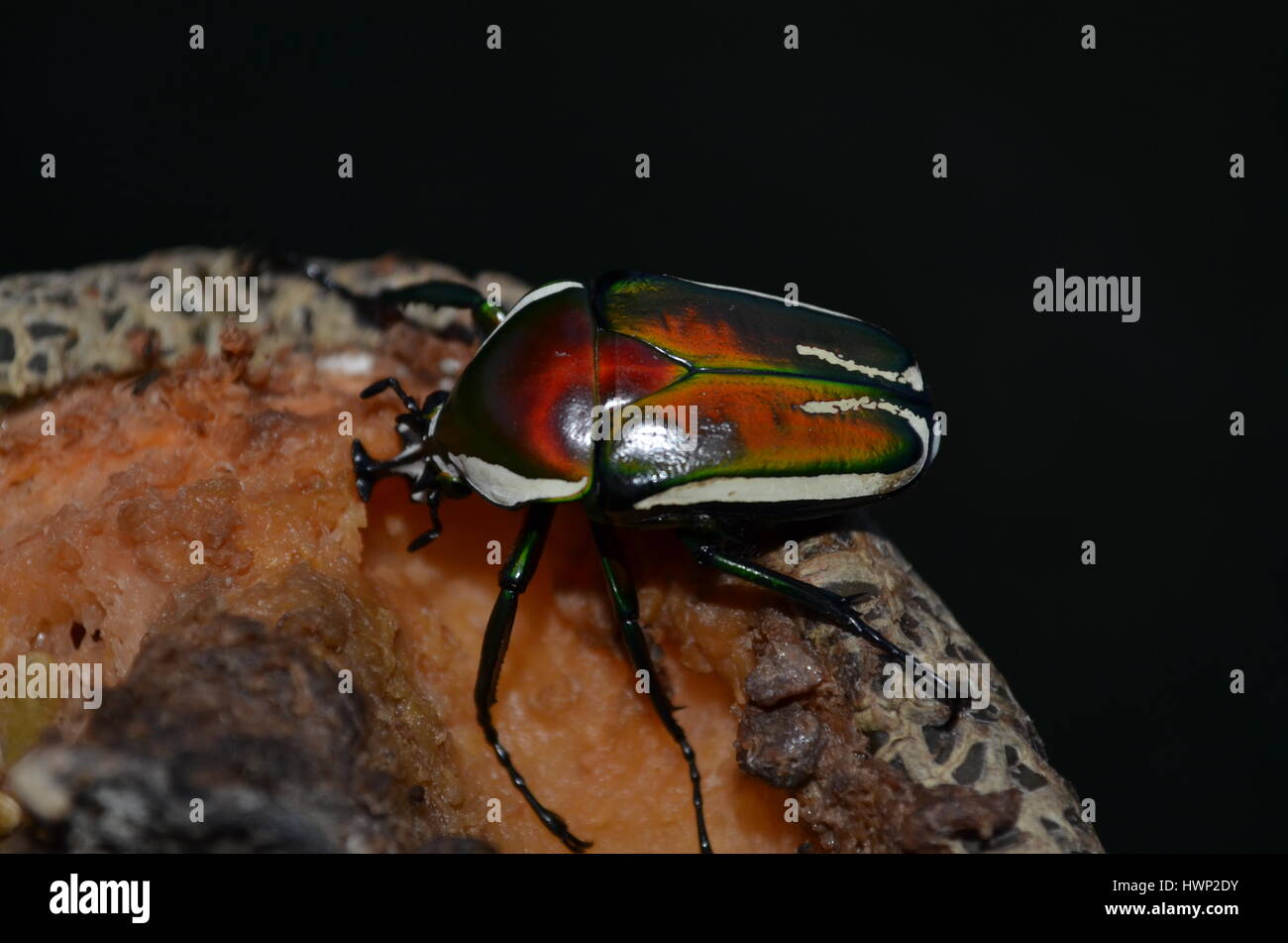 Garden beetle hires stock photography and images Alamy