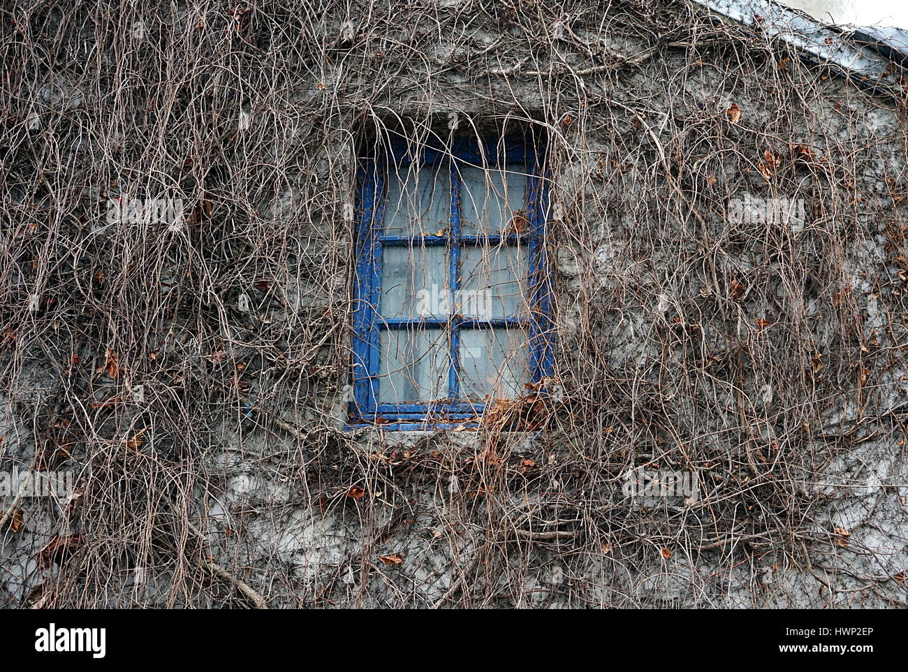 Fenêtre et lierre  en hiver . Stock Photo