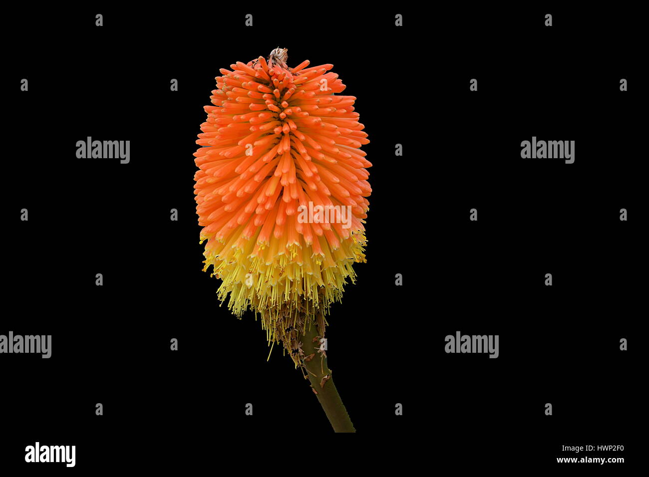 Fleur variété kniphofia . Stock Photo