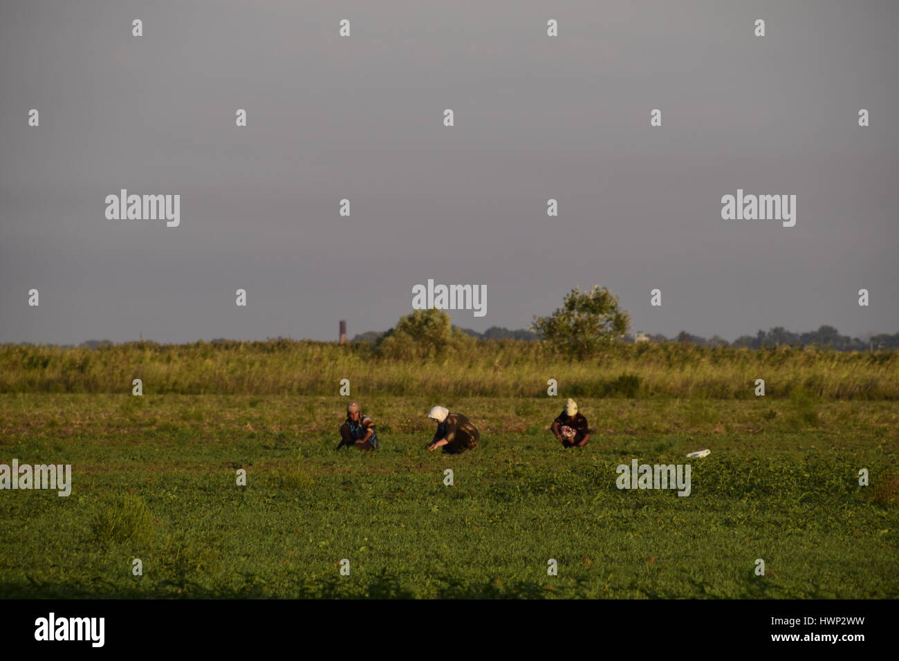 Manually weeds hi-res stock photography and images - Alamy