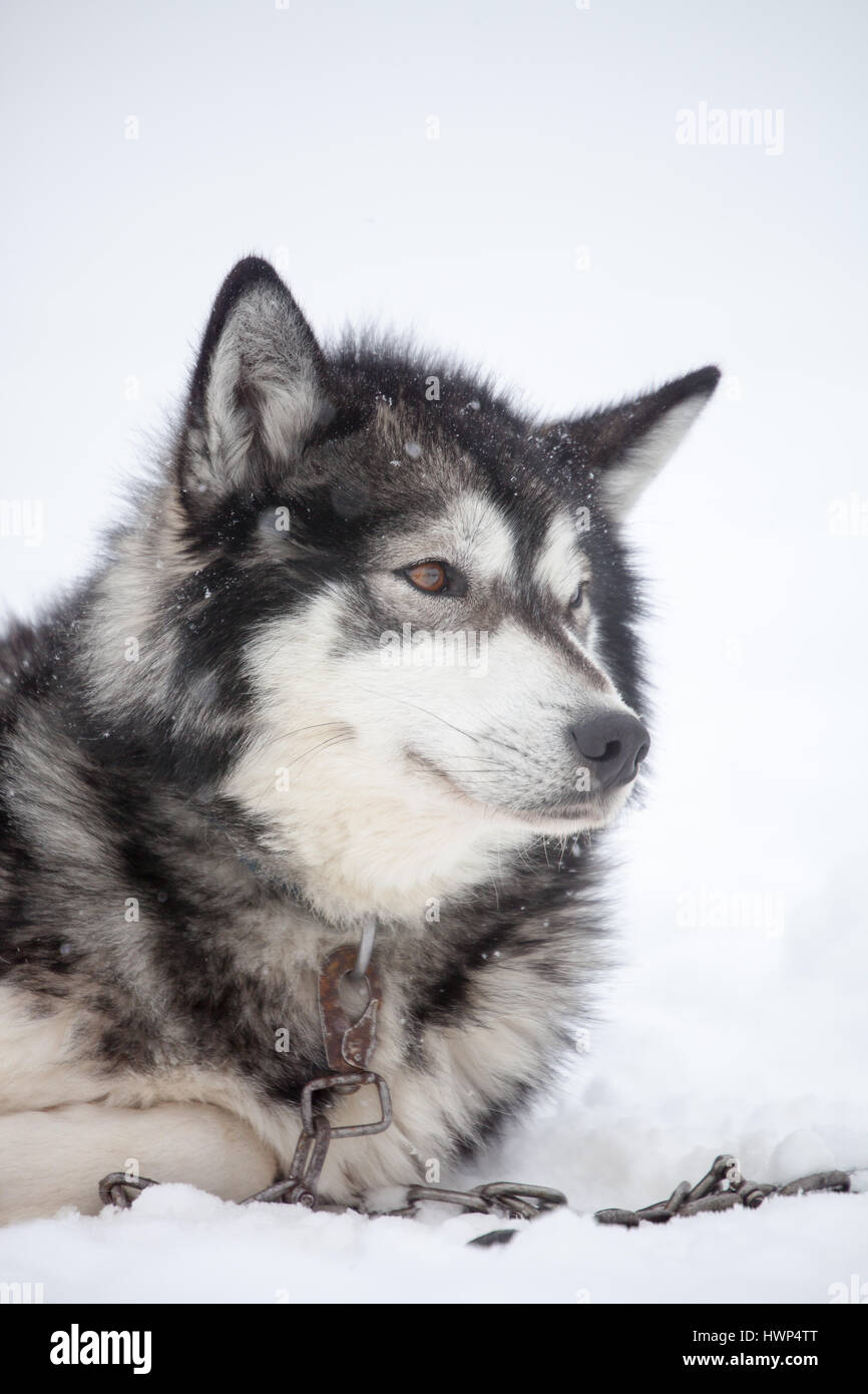 Huskies resting outdoors before sled ride Stock Photo Alamy