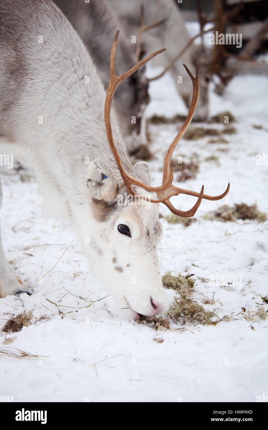 Reindeer outside in reindeer park Stock Photo