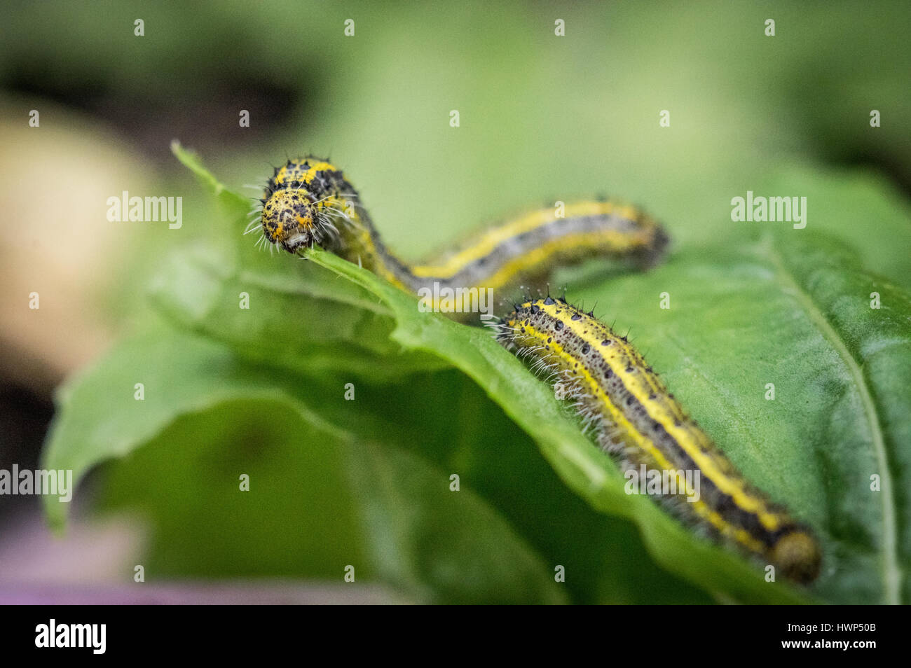 Larvae of the checkered white butterfly, Pontia protodice, feeding on